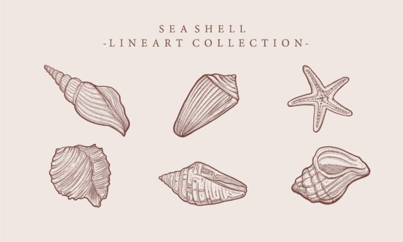 Download Vintage Illustration Starfish Shell - Illustration Collection